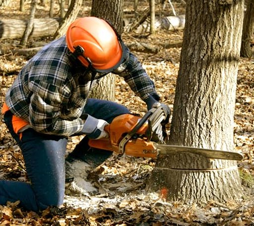 Tree Removal in New Braunfels, TX